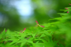 梅雨入り前