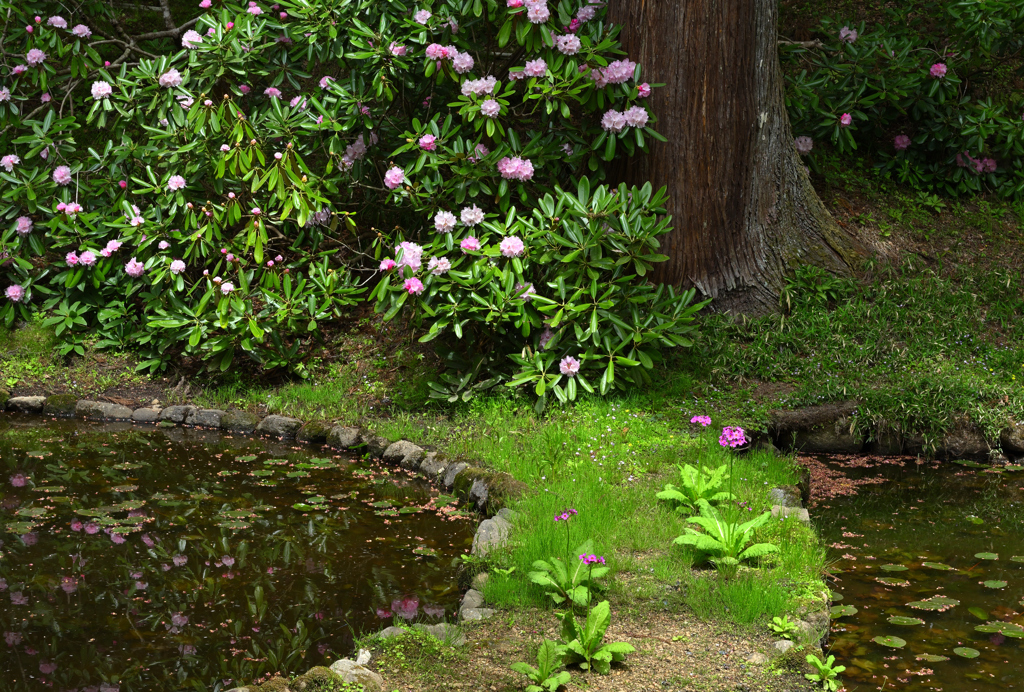 春めく室生寺