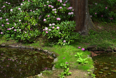 春めく室生寺