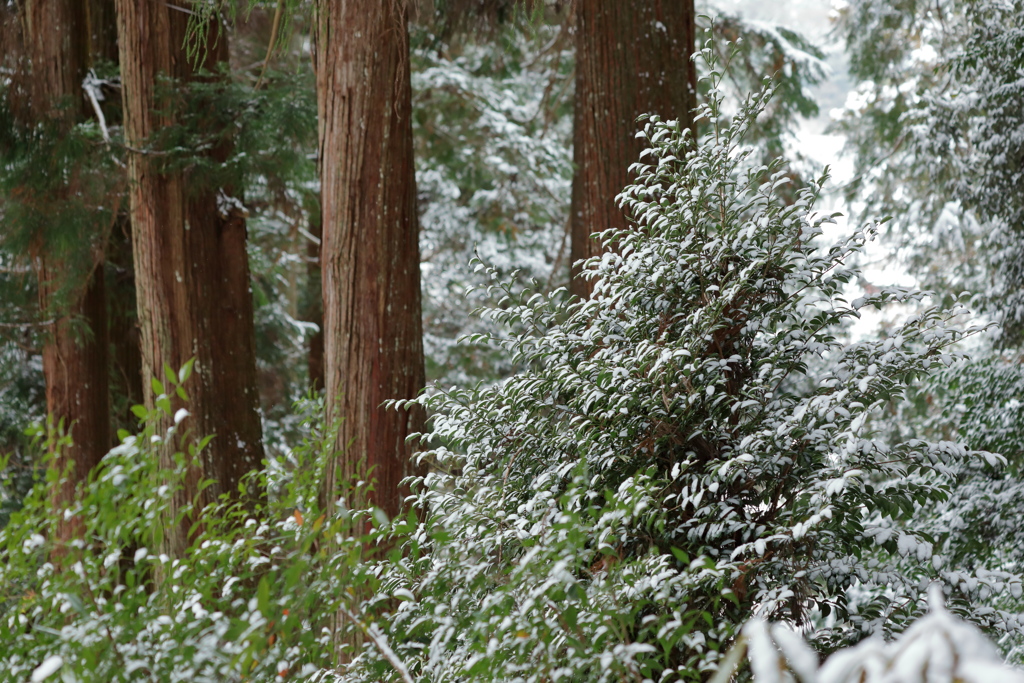 雪の室生寺