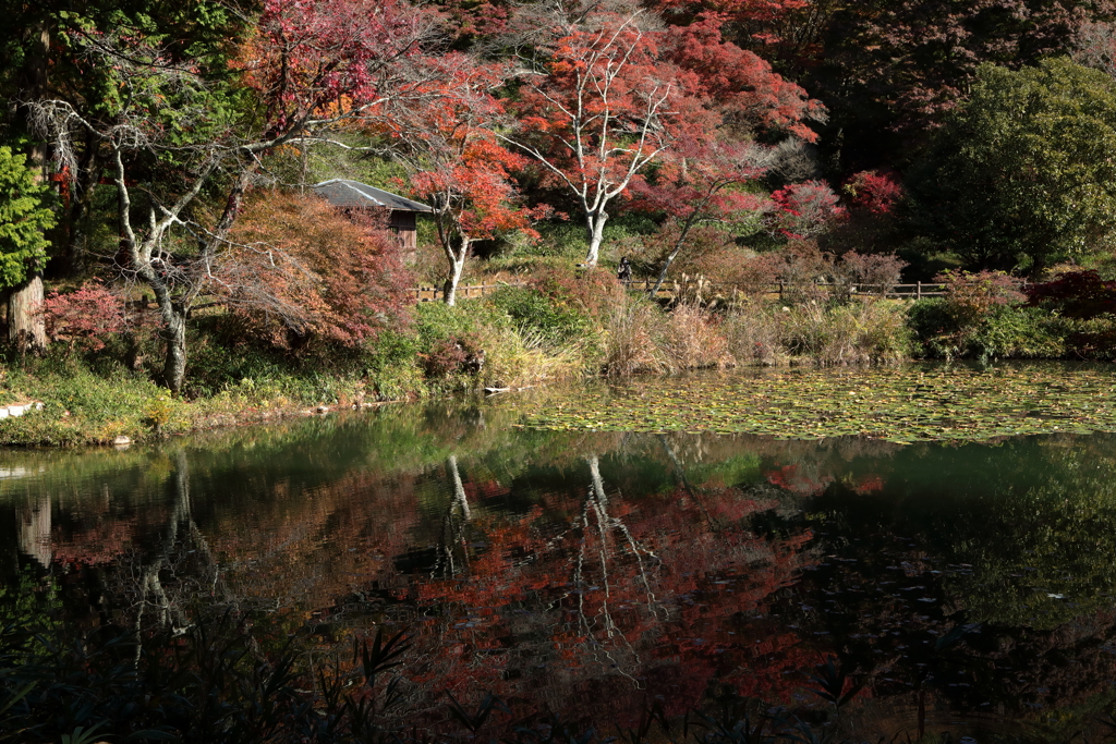 錦の野山