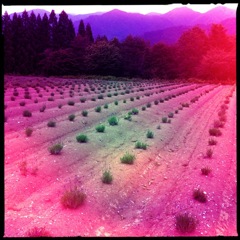 ラベンダー園