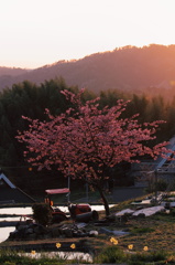 田舎の若桜
