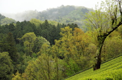 新王山の茶山