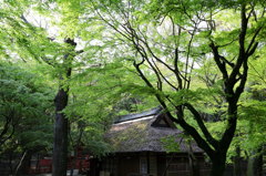 茶店
