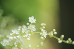 元素が花咲く