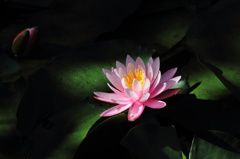 hasu