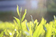 田原のお茶