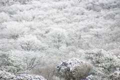 突然の雪で