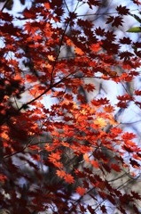 昇仙峡紅葉