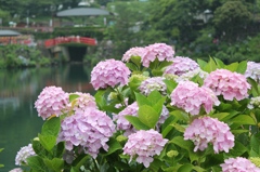 紫陽花