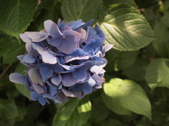 紫陽花