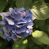紫陽花