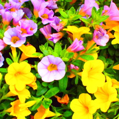 vivid