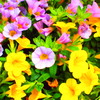 vivid