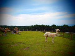 アルパカのいる風景