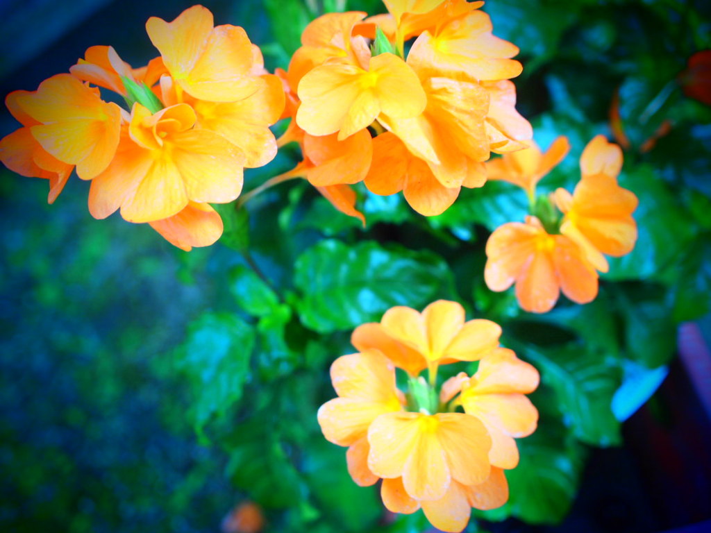 flower