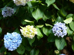 紫陽花