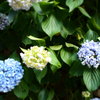 紫陽花