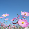 秋桜