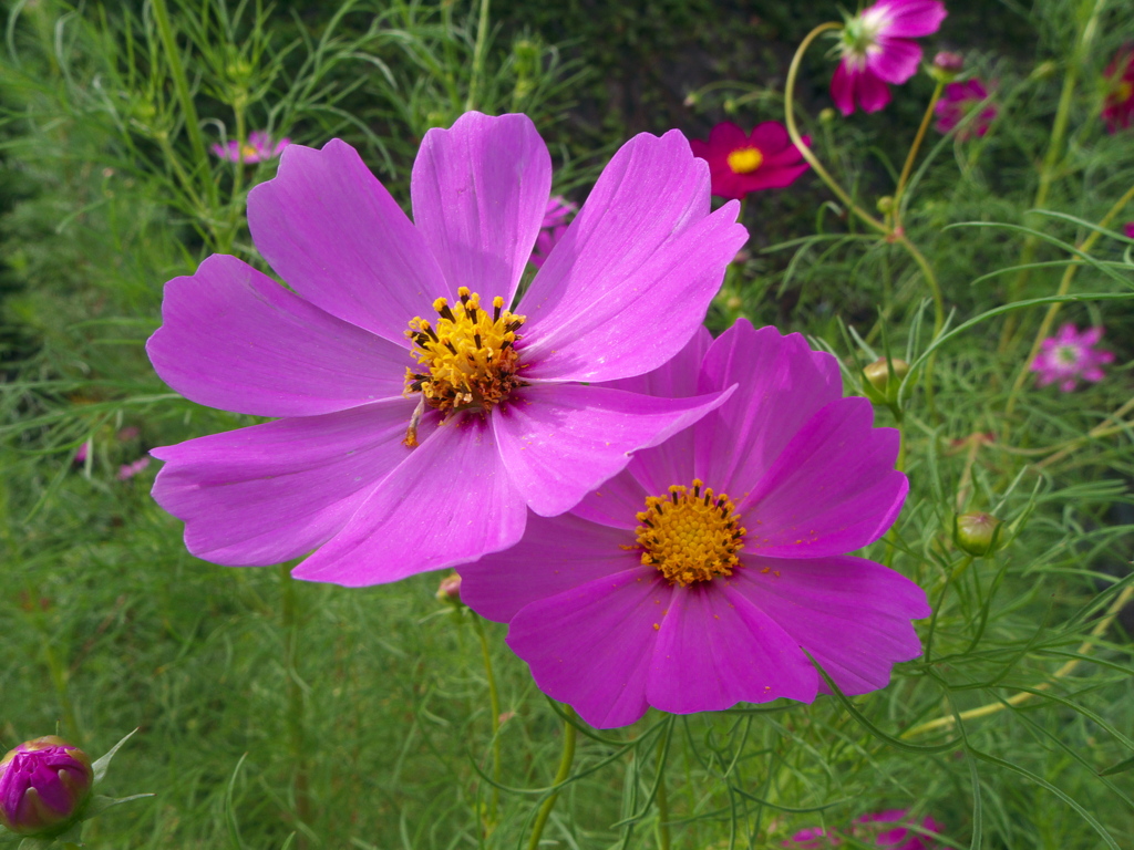 コスモス２