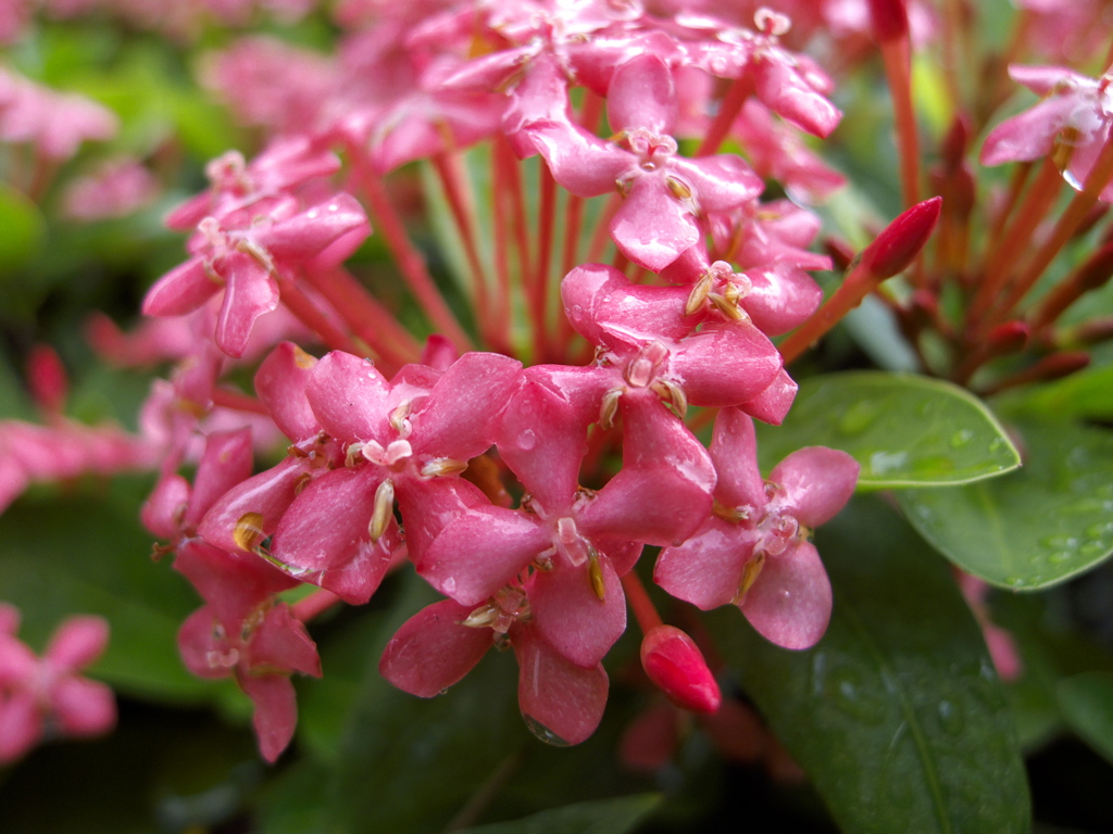 台北の街中に咲いていた花