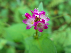 なんていう花？