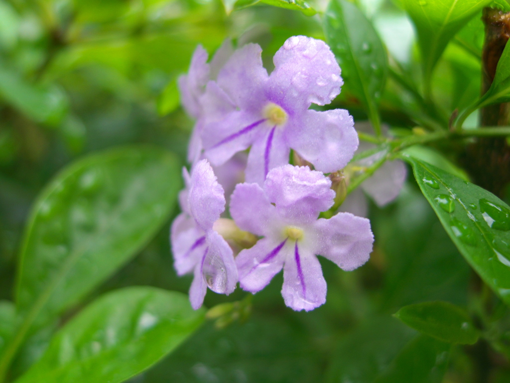 台北の街中に咲いていた花