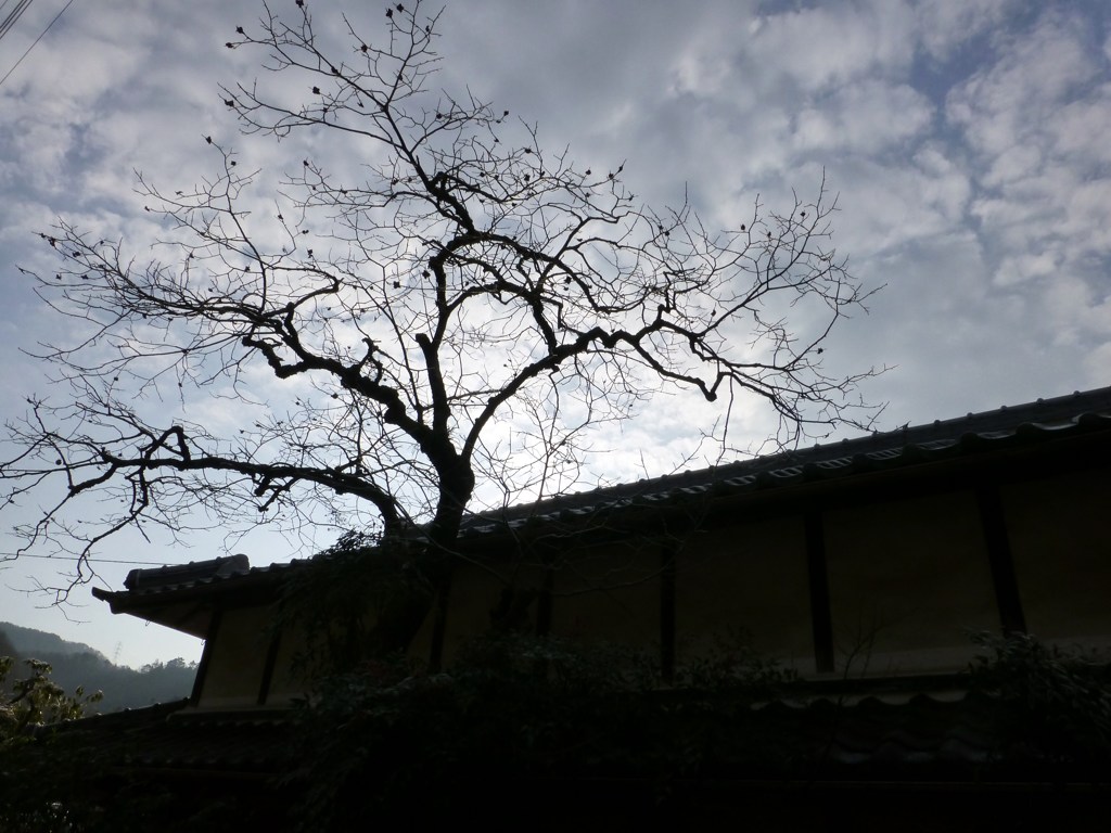 P1030546