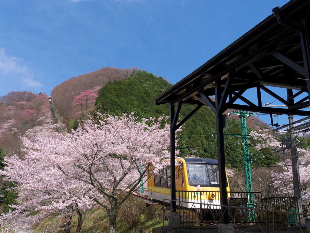 桜のトンネルへ