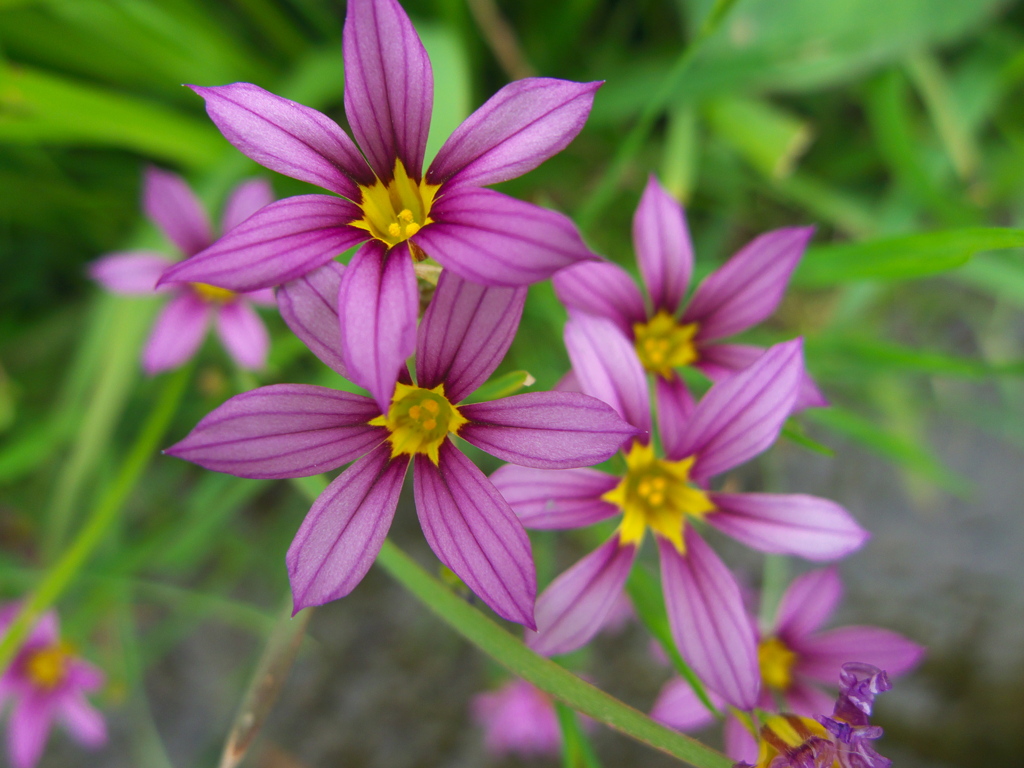 道端に咲く小さな花