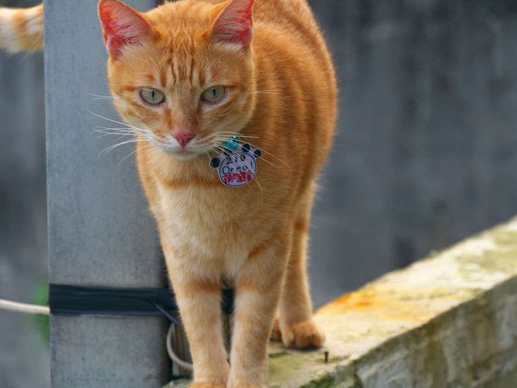 台湾猫村