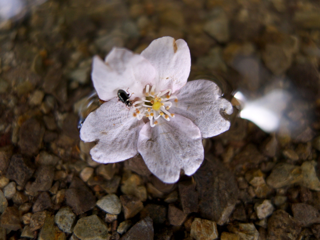 水に落ちた桜