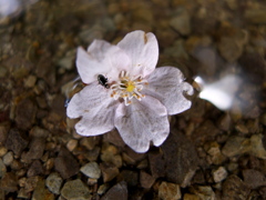 水に落ちた桜