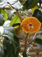 庭に来たメジロ