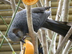 庭に来たヒヨドリ