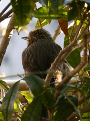 庭に来たヒヨドリ