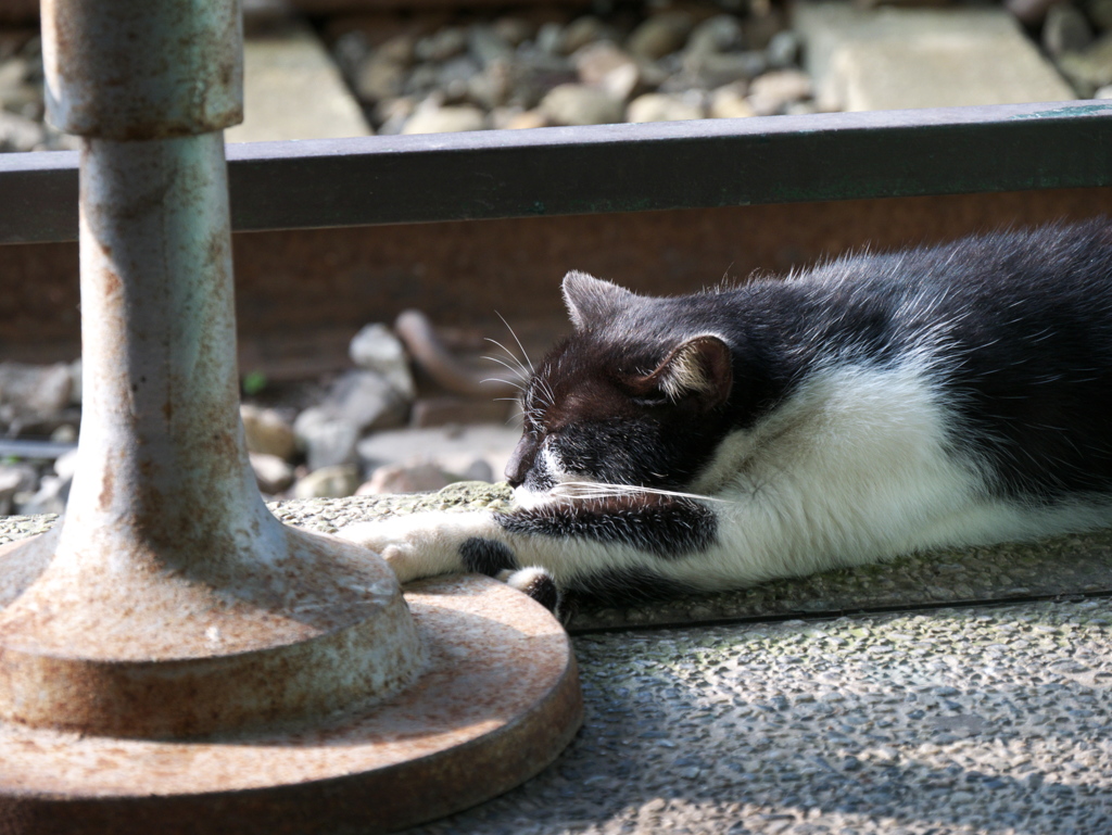 台湾猫村