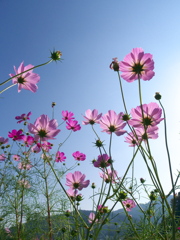 コスモス３