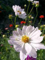 コスモス