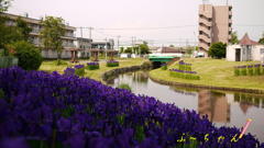 花しょうぶ