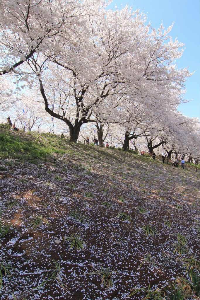 権現堂堤。桜の雪