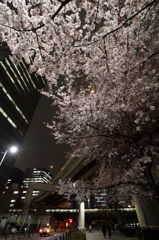 水道橋風景08　首都高の下に桜の花咲く