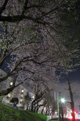 団地にも春