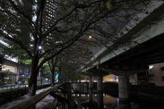 秋の桜