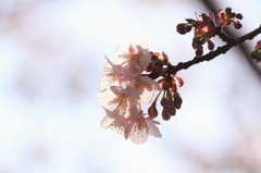 今年初の桜