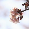 今年初の桜