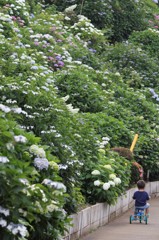 紫陽花を横目に