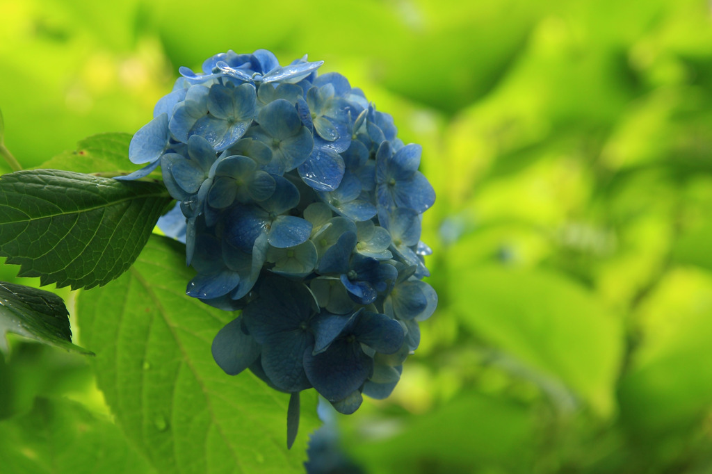 本土寺の紫陽花