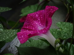 Kさんが植えた朝顔